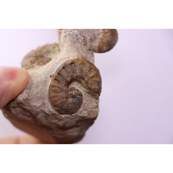 Scaphites aquisgranensiformis - Scaphites reesidei  - Baculites - campanien Belo sur Tsiribihina, Madagascar