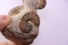 Scaphites reesidei - Scaphites aquisgranensiformis - Baculites campanien Belo sur Tsiribihina, Madagascar
