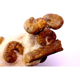 Scaphites reesidei  - Scaphites aquisgranensiformis   - Baculites  campanien Belo sur Tsiribihina, Madagascar