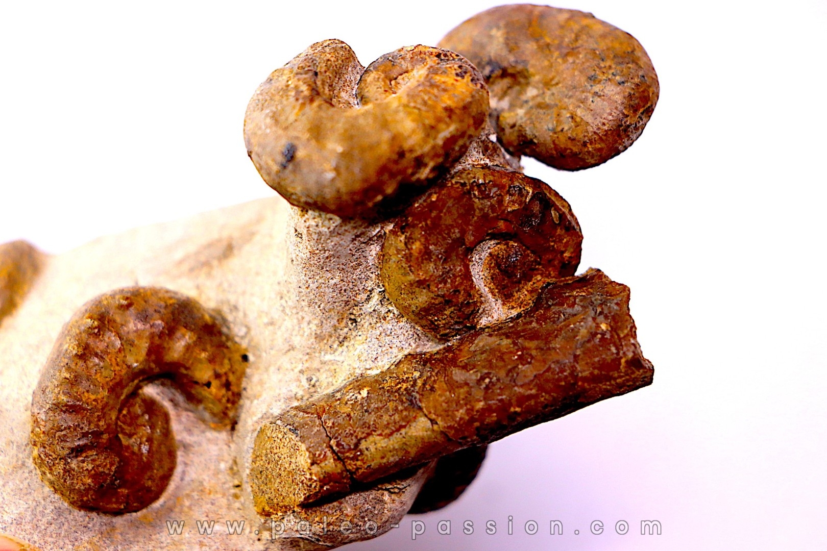 Scaphites reesidei - Scaphites aquisgranensiformis - Baculites campanien Belo sur Tsiribihina, Madagascar