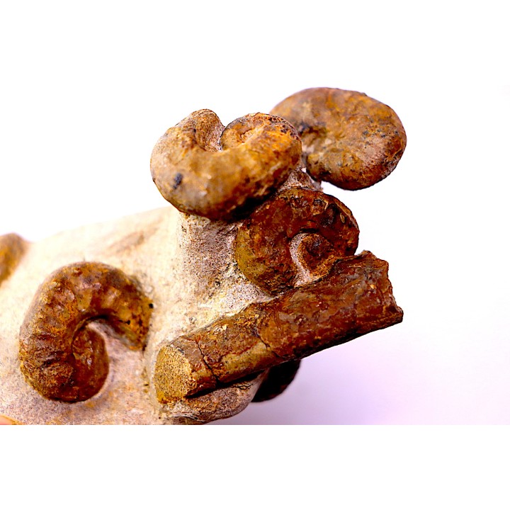Scaphites aquisgranensiformis - Scaphites reesidei  - Baculites - campanien Belo sur Tsiribihina, Madagascar