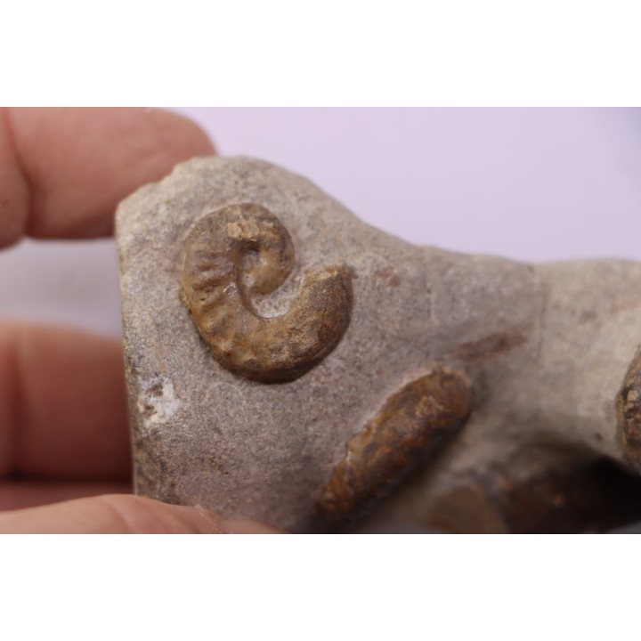 Scaphites aquisgranensiformis - Scaphites reesidei  - Baculites - campanien Belo sur Tsiribihina, Madagascar
