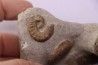 Scaphites aquisgranensiformis - Scaphites reesidei  - Baculites - campanien Belo sur Tsiribihina, Madagascar