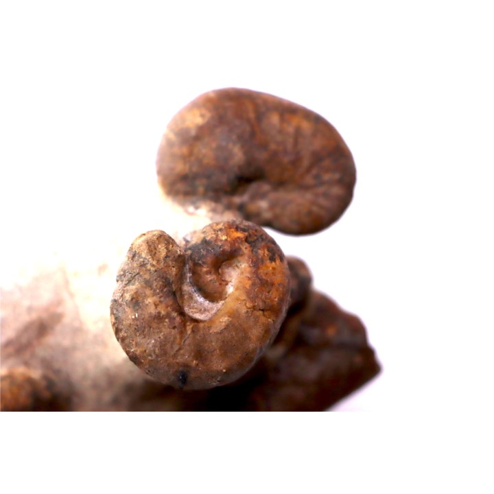 Scaphites reesidei  - Scaphites aquisgranensiformis   - Baculites  campanien Belo sur Tsiribihina, Madagascar