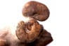Scaphites reesidei - Scaphites aquisgranensiformis - Baculites campanien Belo sur Tsiribihina, Madagascar