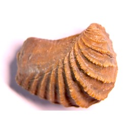 LINOTRIGONIA fittoni - Middle Albian - Courcelles quarry,  Villemoyenne, Aube, FRANCE