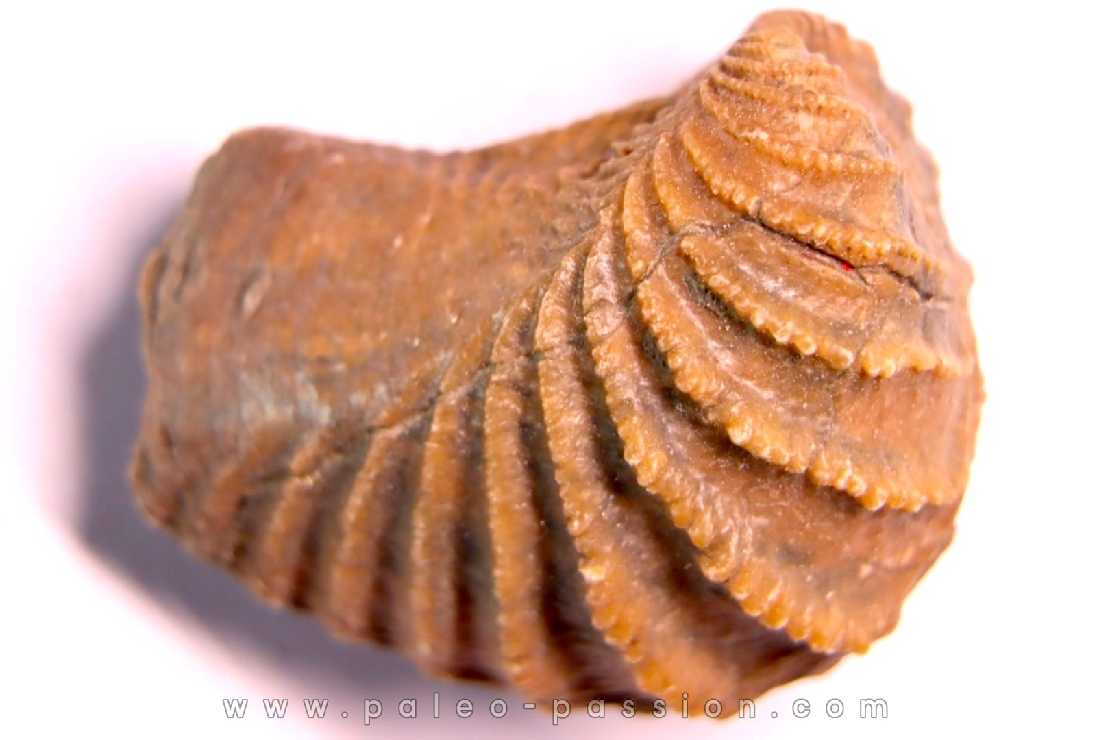 LINOTRIGONIA fittoni - Albien moyen - carriere Courcelles, Villemoyenne, Aube, FRANCE