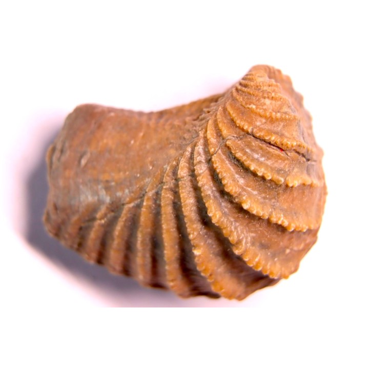 LINOTRIGONIA fittoni - Albien moyen - carriere Courcelles,  Villemoyenne, Aube, FRANCE