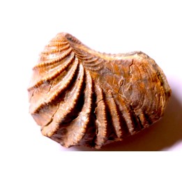 LINOTRIGONIA fittoni - Albien moyen - carriere Courcelles,  Villemoyenne, Aube, FRANCE