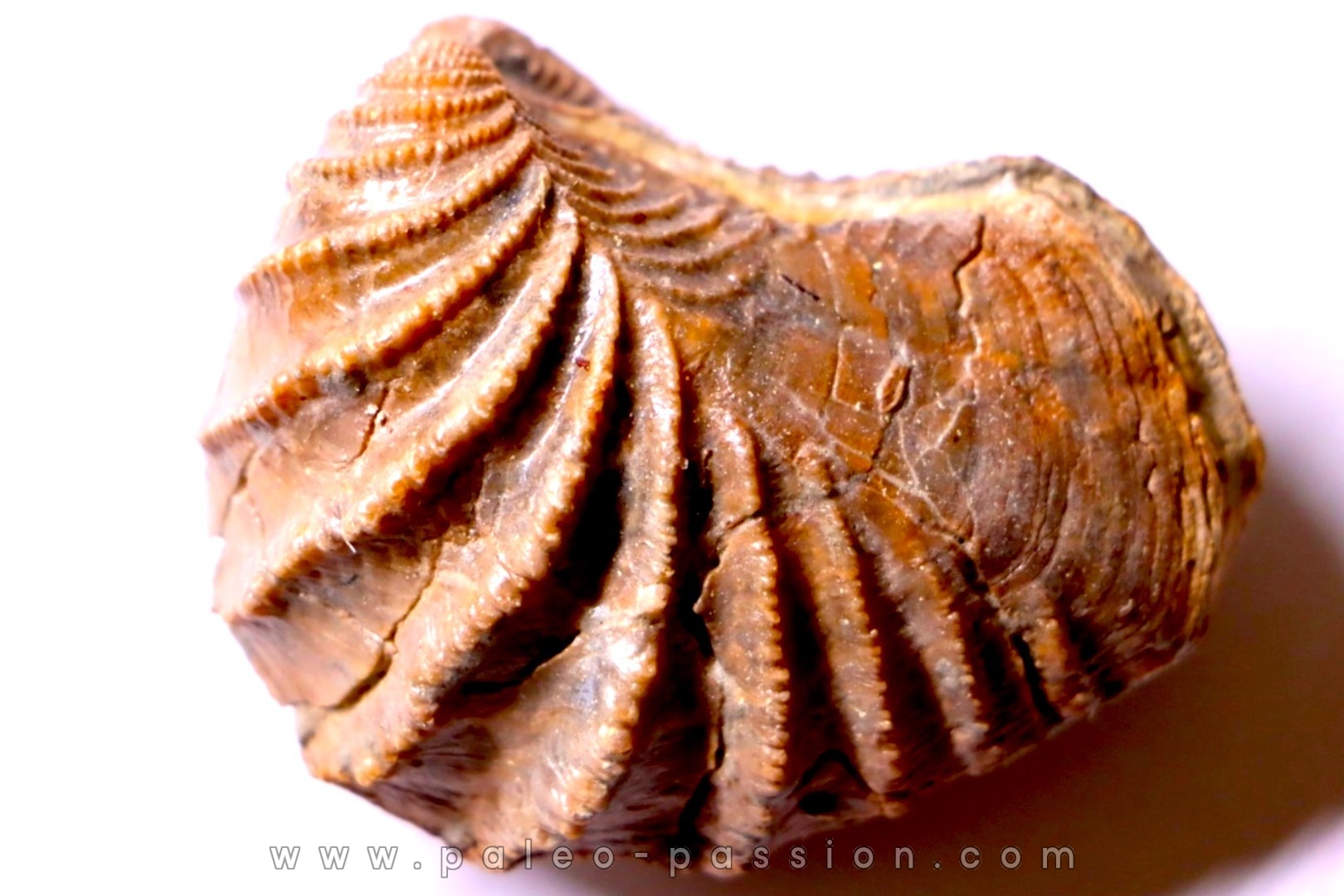 LINOTRIGONIA fittoni - Middle Albian - Courcelles quarry, Villemoyenne, Aube, FRANCE