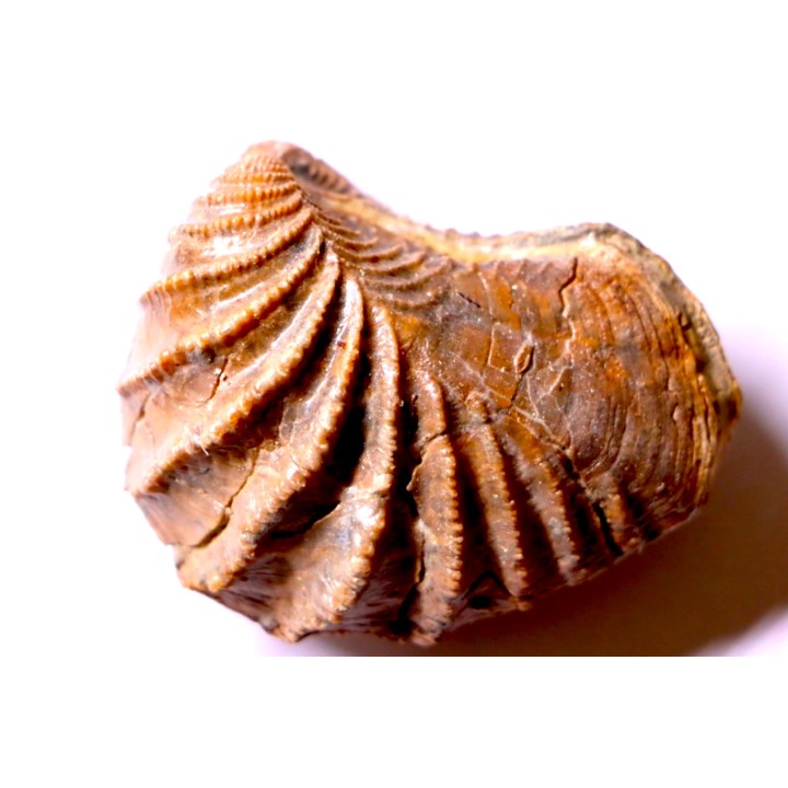 LINOTRIGONIA fittoni - Albien moyen - carriere Courcelles,  Villemoyenne, Aube, FRANCE