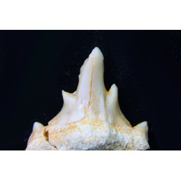 OTODUS OBLIQUUS - forme pathologique - Ypresien - Oued Zem, Maroc