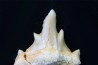OTODUS OBLIQUUS - forme pathologique - Ypresien - Oued Zem, Maroc