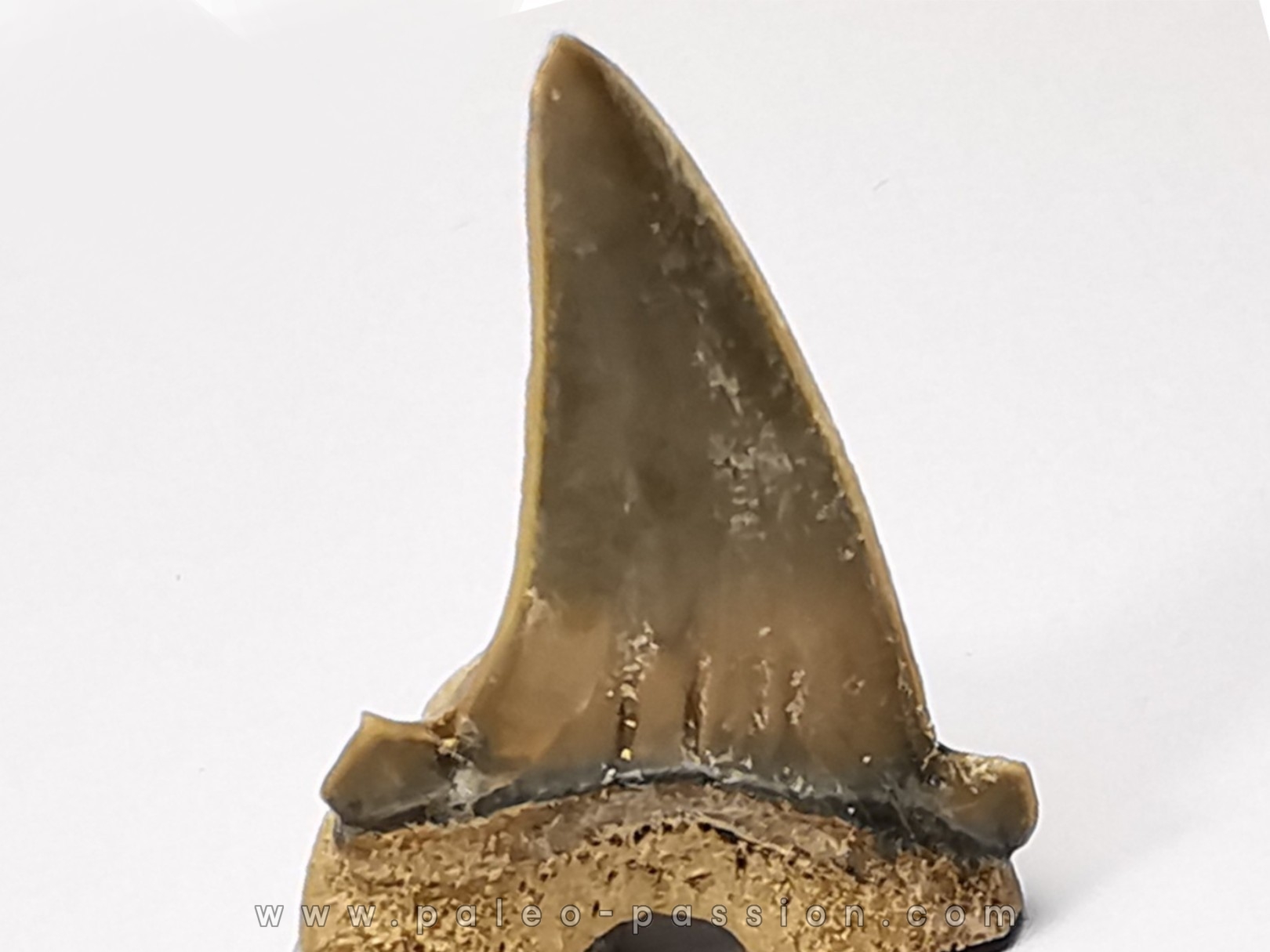 shark tooth Cardabiodon venator - Cenomanian (Texas)