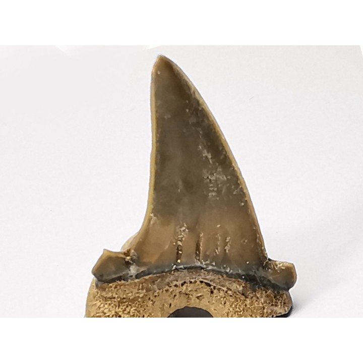 shark tooth Cardabiodon venator - Cenomanian (Texas)