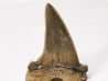 shark tooth Cardabiodon venator - Cenomanian (Texas)