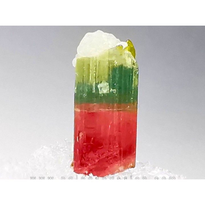 Tourmaline ELBAITE de l'Afghanistan