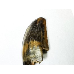 dent de dinosaure Zapsalis sp. - Campanien (Montana)