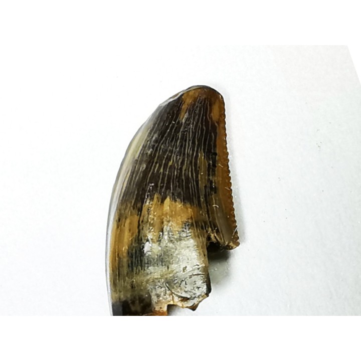 dinosaur tooth Zapsalis sp. - Campanian (Montana)