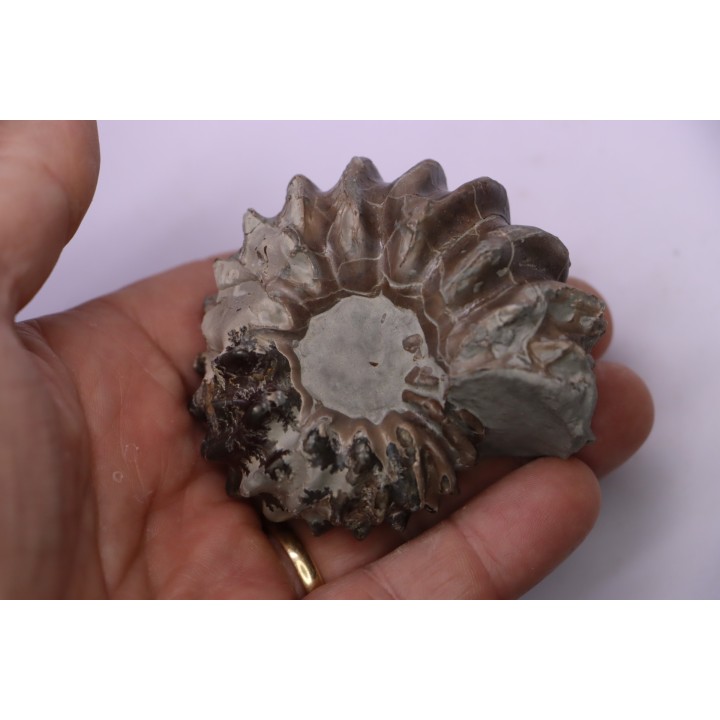 Hoplites benetianus  - middle albian - courcelles quarry - near Troyes - Aube - France