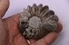 Hoplites benetianus - middle albian - courcelles quarry - near Troyes - Aube - France