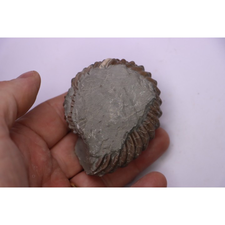 Hoplites benetianus  - middle albian - courcelles quarry - near Troyes - Aube - France