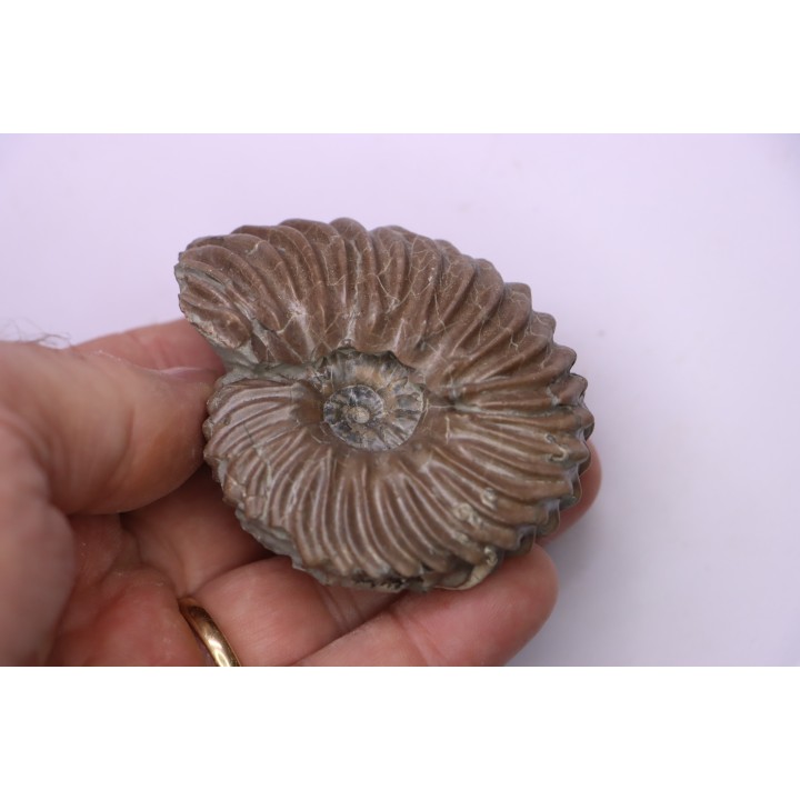 Hoplites benetianus  - middle albian - courcelles quarry - near Troyes - Aube - France