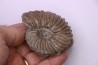 Hoplites benetianus - middle albian - courcelles quarry - near Troyes - Aube - France