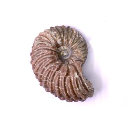Hoplites benetianus  - middle albian - courcelles quarry - near Troyes - Aube - France