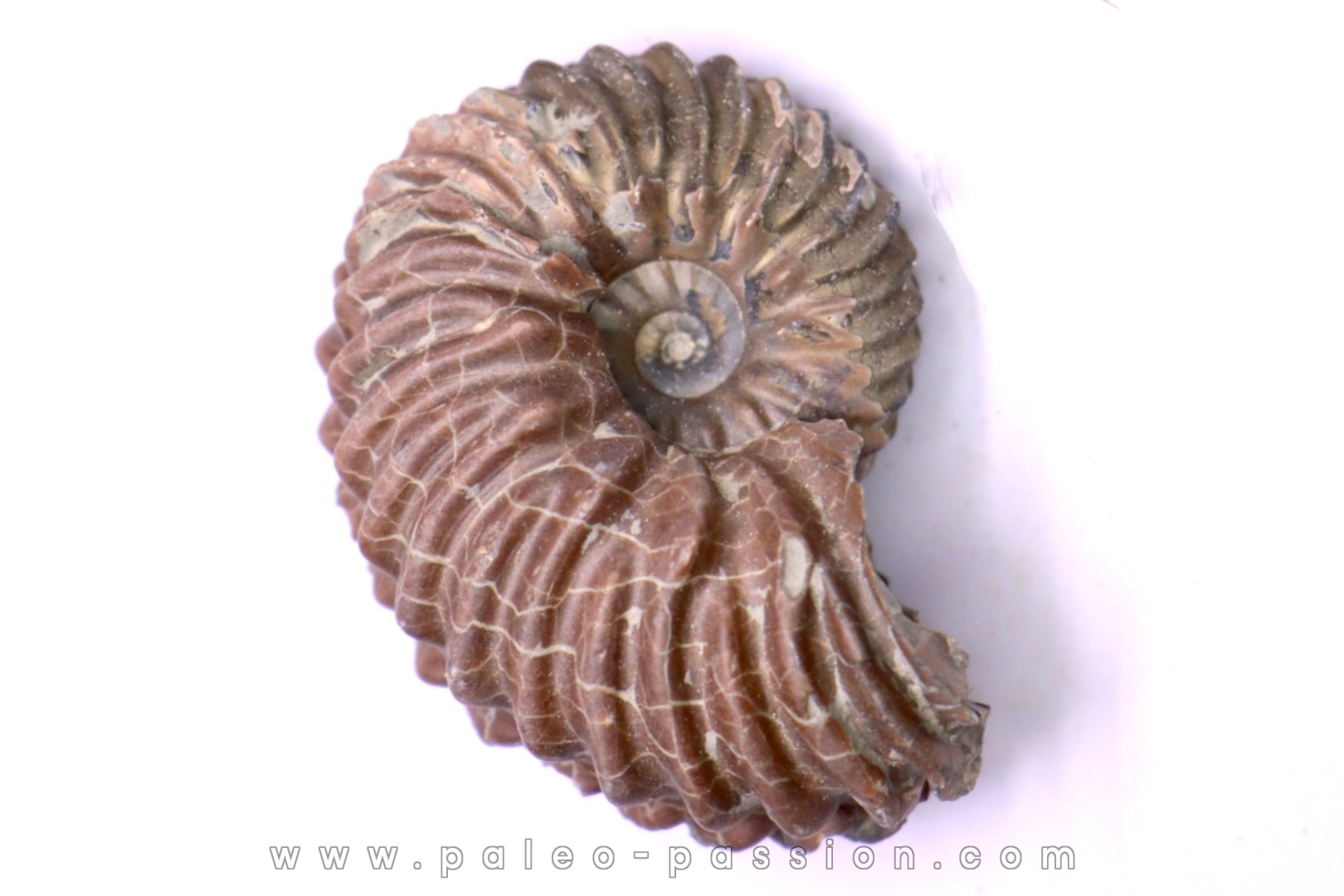 Hoplites benetianus - middle albian - courcelles quarry - near Troyes - Aube - France