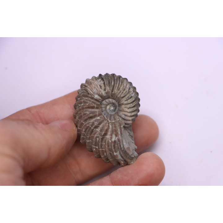 Hoplites benetianus  - middle albian - courcelles quarry - near Troyes - Aube - France