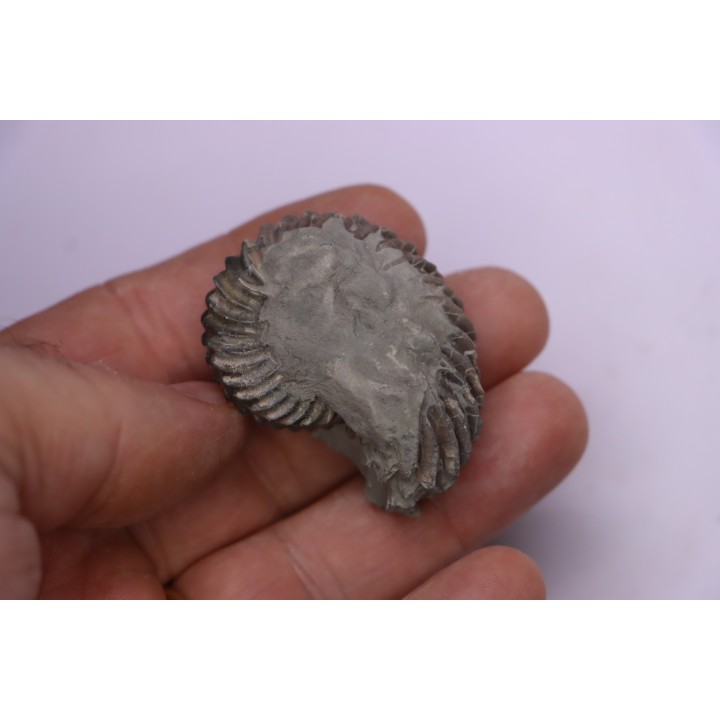 Hoplites benetianus - albien moyen - ancienne carrière Courcelles - Aube - France