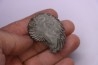 Hoplites benetianus - middle albian - courcelles quarry - near Troyes - Aube - France
