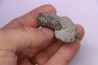 Hoplites benetianus - middle albian - courcelles quarry - near Troyes - Aube - France
