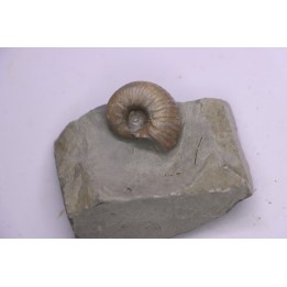Hoplites benetianus  - middle albian - courcelles quarry - near Troyes - Aube - France