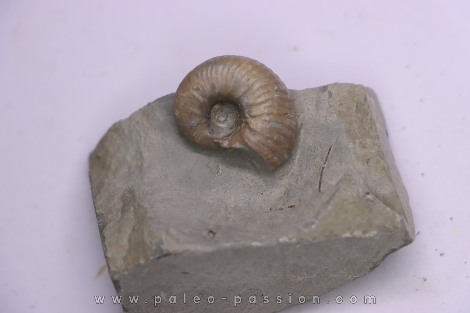 Hoplites benetianus - middle albian - courcelles quarry - near Troyes - Aube - France