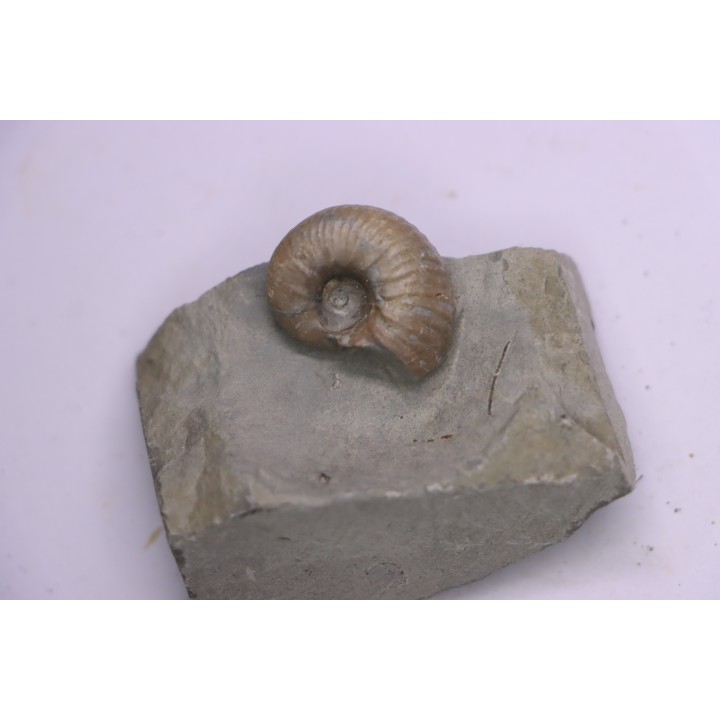 Hoplites benetianus  - middle albian - courcelles quarry - near Troyes - Aube - France