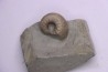 Hoplites benetianus - middle albian - courcelles quarry - near Troyes - Aube - France