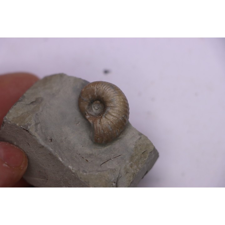 Hoplites benetianus  - middle albian - courcelles quarry - near Troyes - Aube - France