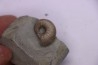 Hoplites benetianus - middle albian - courcelles quarry - near Troyes - Aube - France
