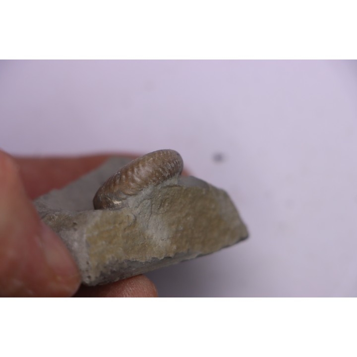 Hoplites benetianus  - middle albian - courcelles quarry - near Troyes - Aube - France