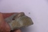 Hoplites benetianus - middle albian - courcelles quarry - near Troyes - Aube - France