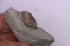 Hoplites benetianus - middle albian - courcelles quarry - near Troyes - Aube - France