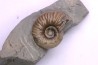 Hoplites benetianus - middle albian - courcelles quarry - near Troyes - Aube - France