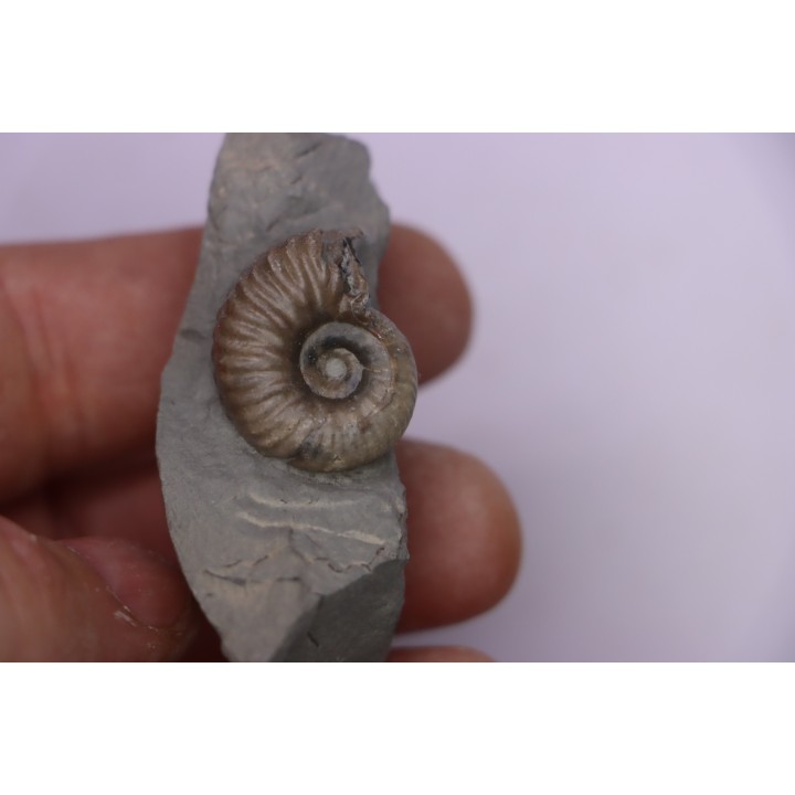 Hoplites benetianus  - middle albian - courcelles quarry - near Troyes - Aube - France