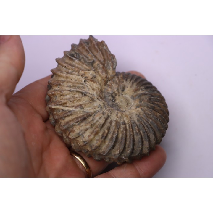Hoplites dentatus  - middle albian - courcelles quarry - near Troyes - Aube - France
