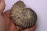Hoplites dentatus - middle albian - courcelles quarry - near Troyes - Aube - France