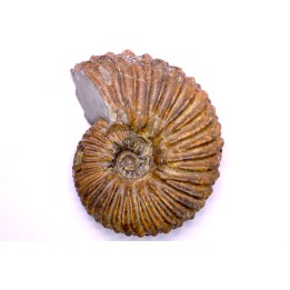 Hoplites dentatus - albien moyen - ancienne carrière Courcelles - Aube - France