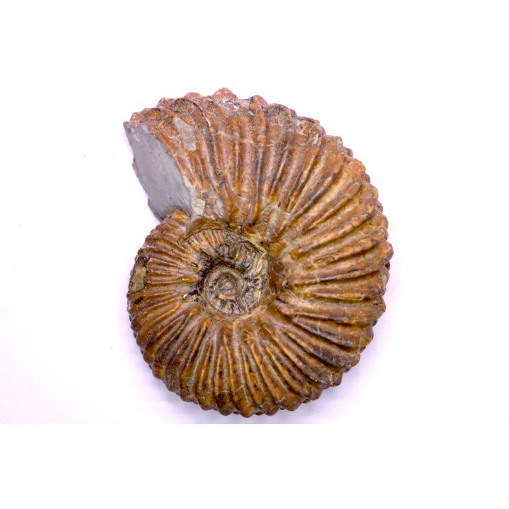 Hoplites dentatus - albien moyen - ancienne carrière Courcelles - Aube - France