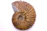 Hoplites dentatus - middle albian - courcelles quarry - near Troyes - Aube - France